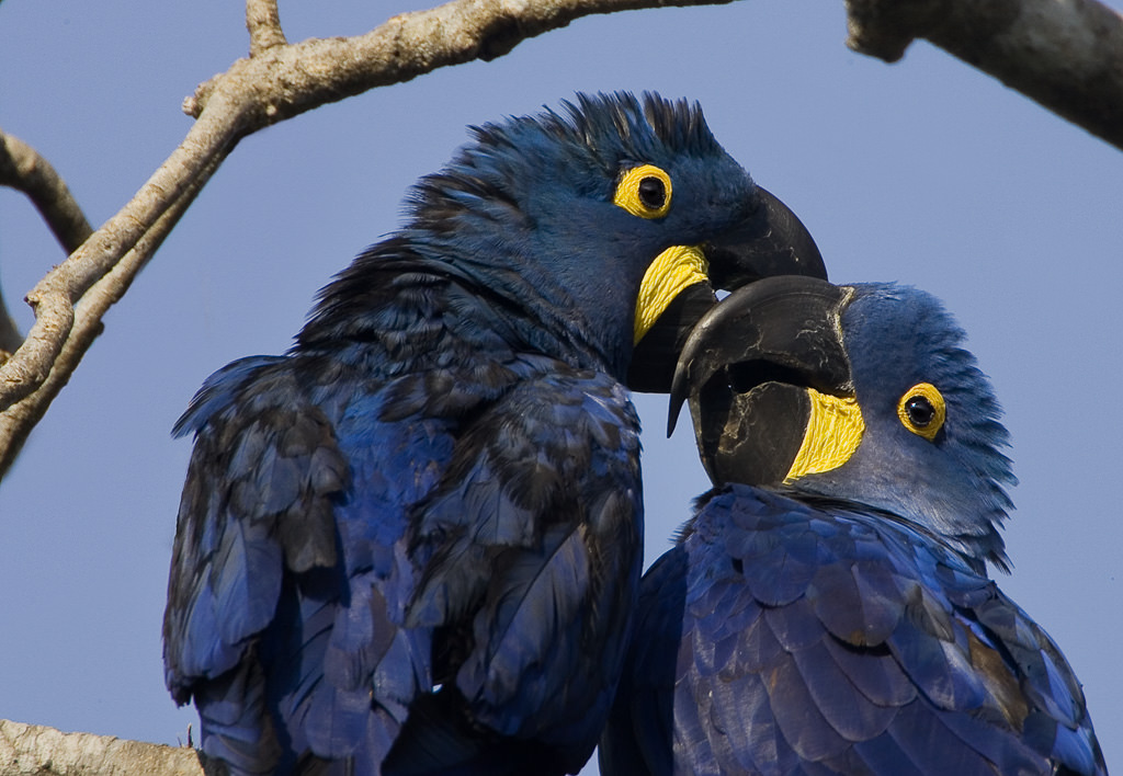 Hyacinth Macaw  (anordorhynchus hyavinthinus) (3 of 6)