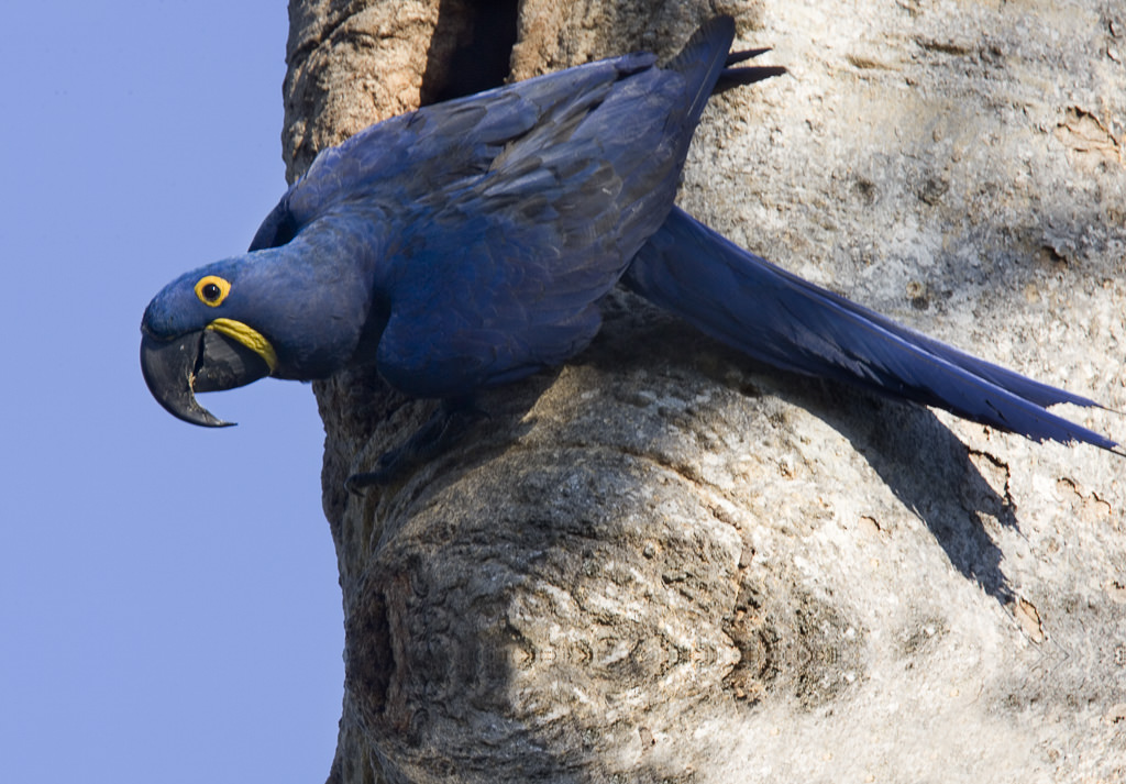 Hyacinth Macaw  (anordorhynchus hyavinthinus) (4 of 6)