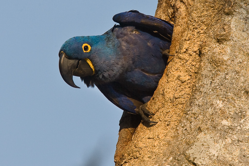 Hyacinth Macaw  (anordorhynchus hyavinthinus) (5 of 6)