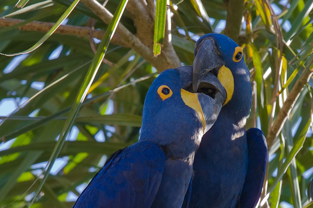 Hyacinth Macaw  (anordorhynchus hyavinthinus) (6 of 6)