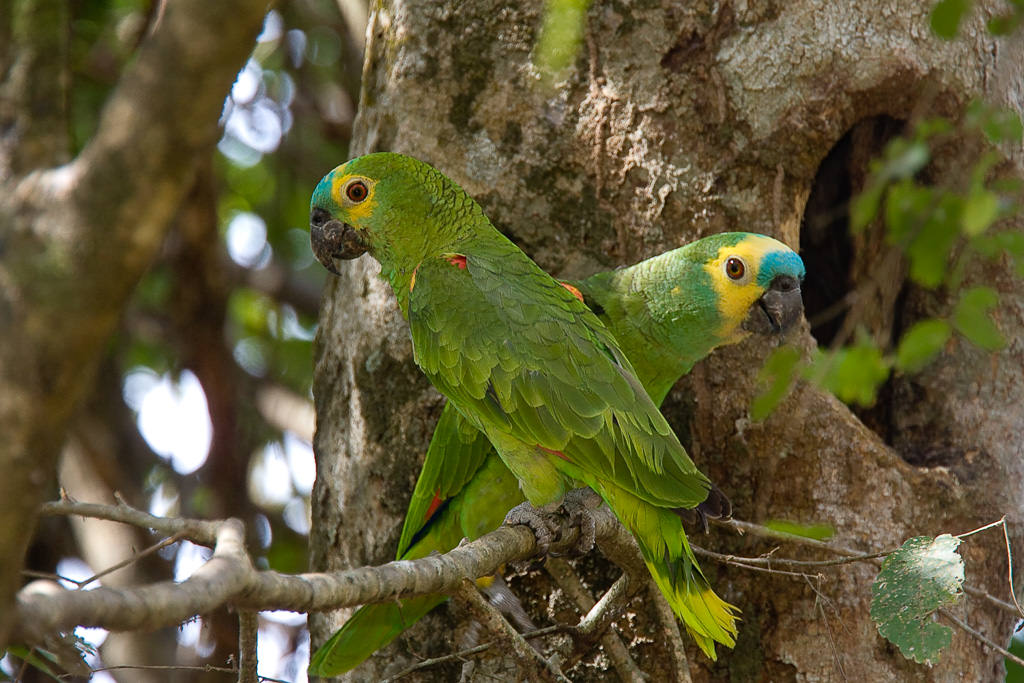 Orange-shouldered Parakeet (amazona amazonica) (3 of 7)
