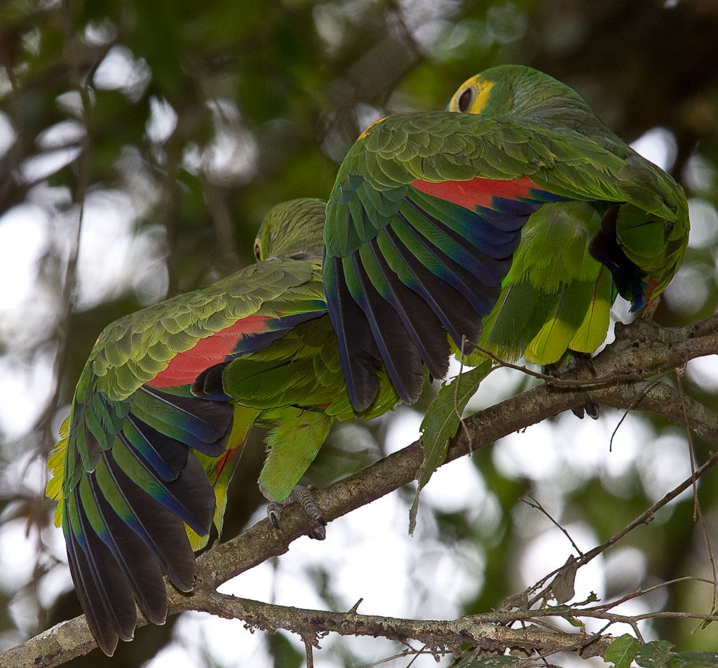Orange-shouldered Parakeet (amazona amazonica) (7 of 7)