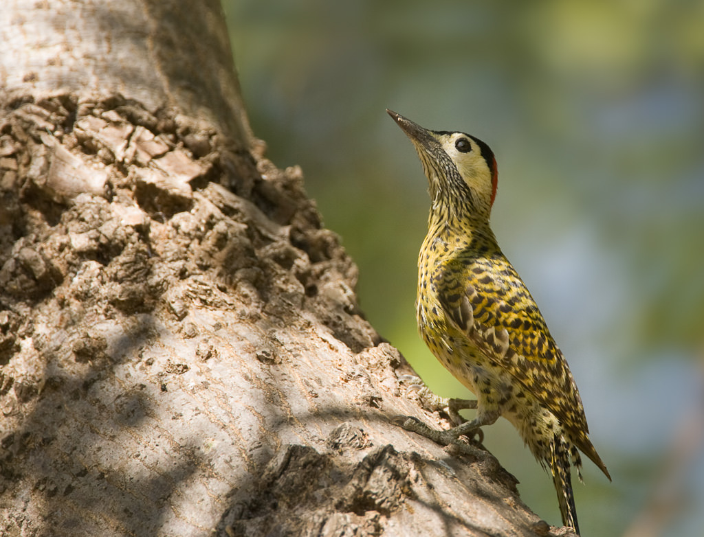 Green- barred Woodpecker (caloptes melanochloros) (2 of 3)