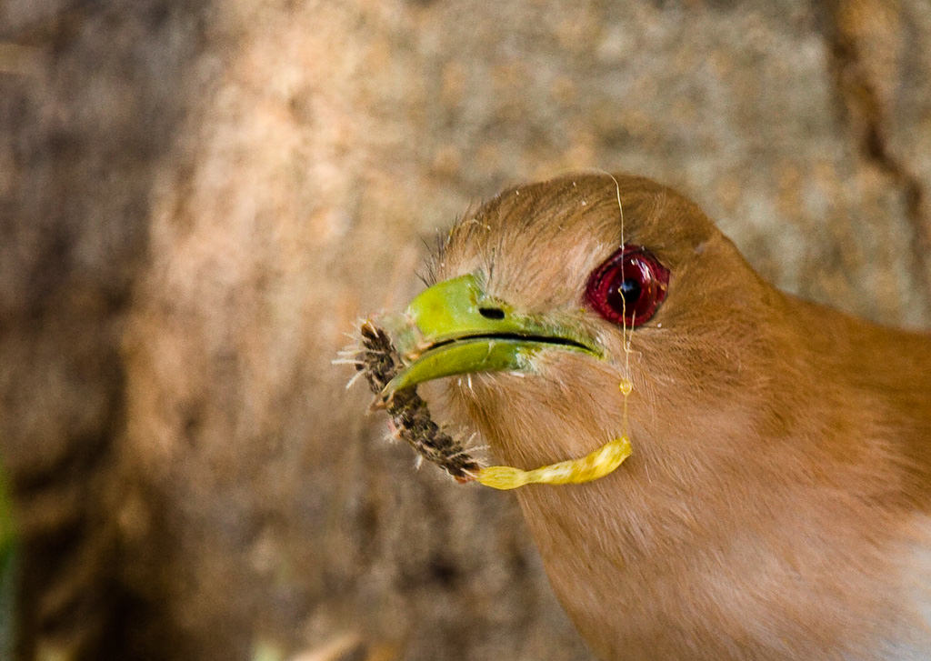 Squirrrel Cuckoo (piaya cayana) (5 of 6)