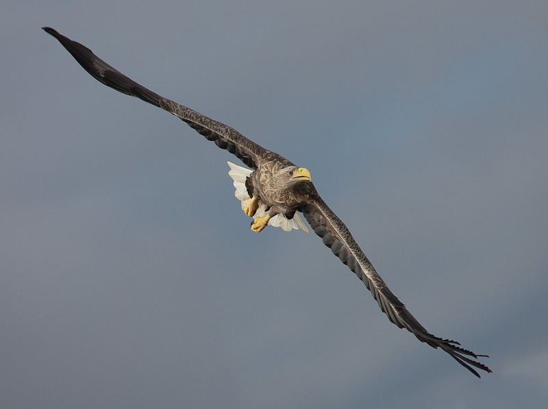 White-tailed Eagle (haliaeeitus albacilla) (10 of 15)