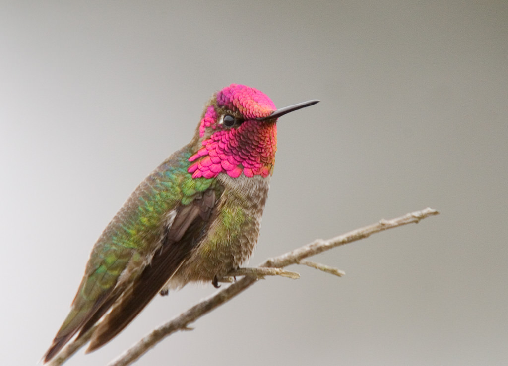 Anna's hummingbird (Calypte Anna)