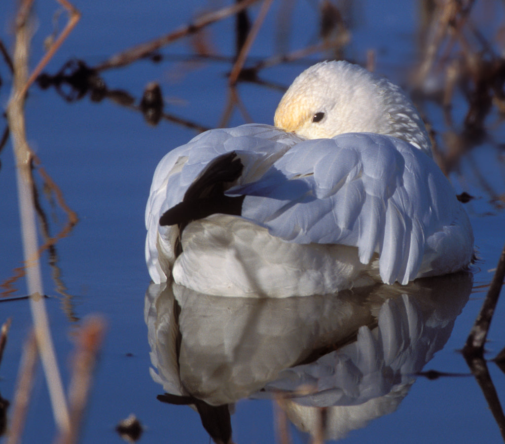 Snow goose (Anser Caerulescens) 05