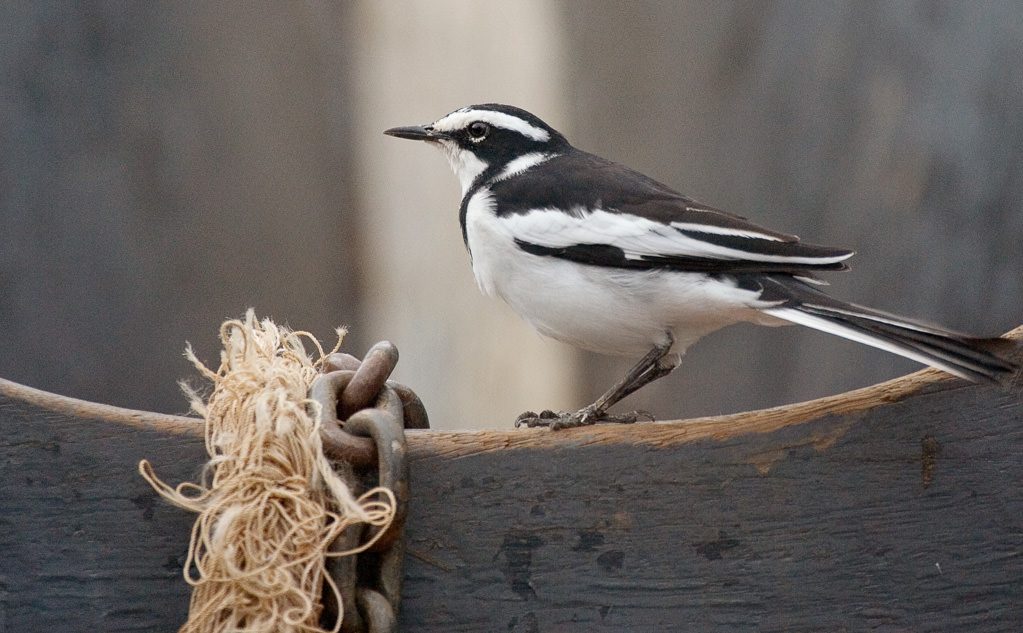 African Pied Wagtail (motacilla aguimp) (1 of 2)