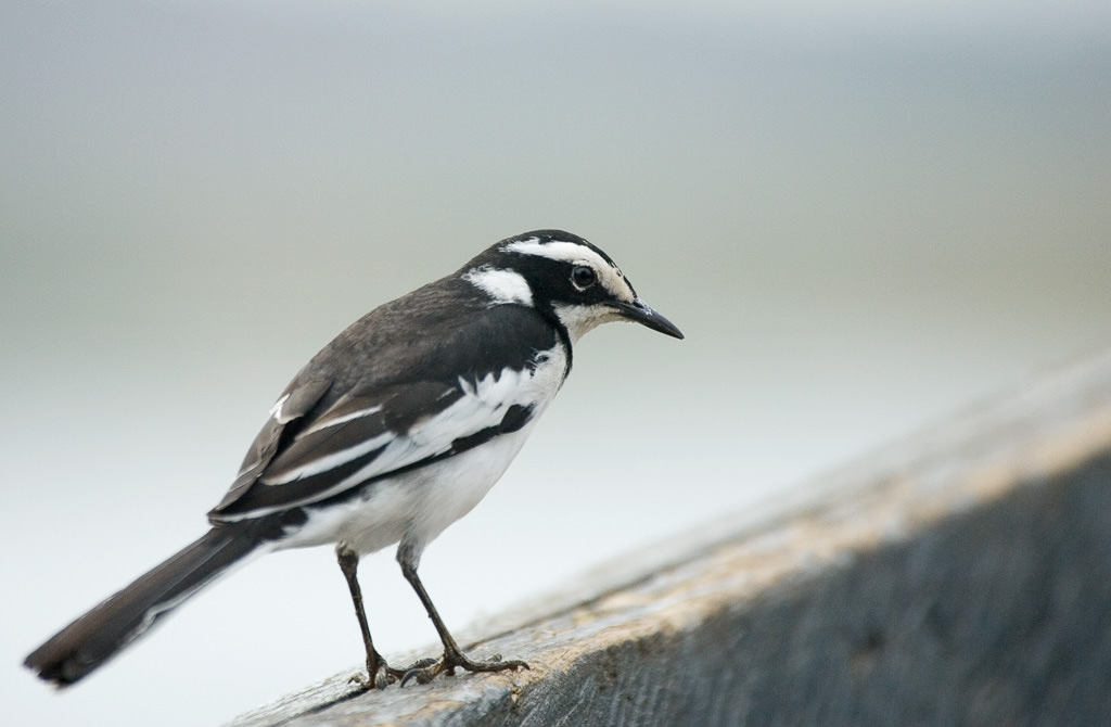 African Pied Wagtail (motacilla aguimp) (2 of 2)