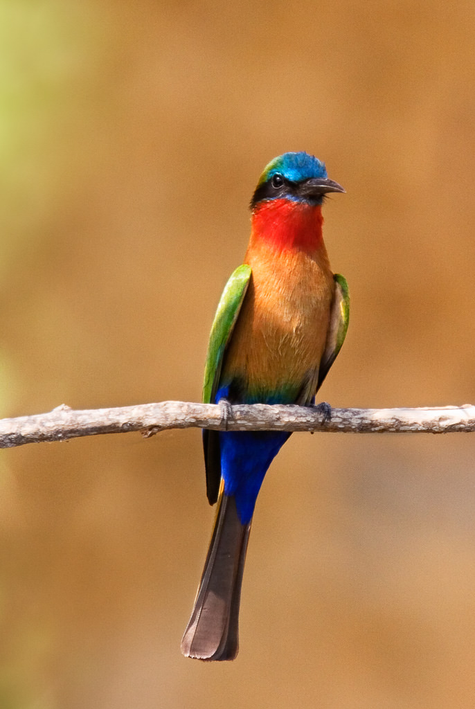 Red-throated Bee-eater (merops bulocki) (1 of 2)