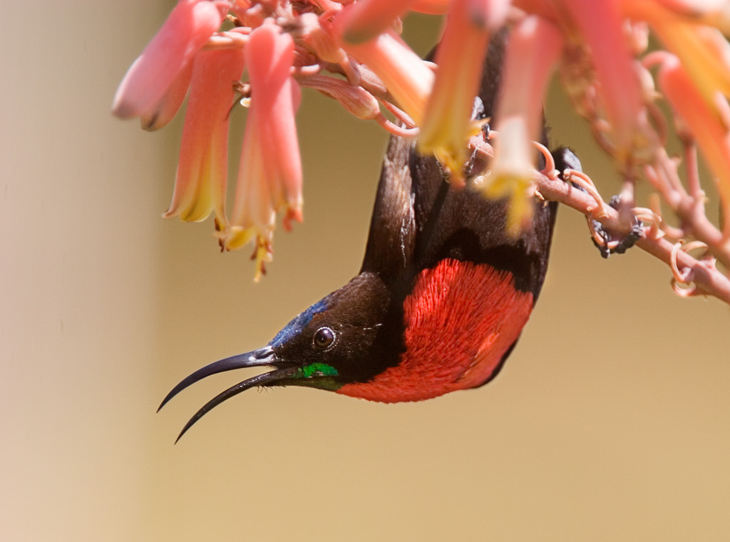 Scarlet-chested Sunbird (chalcomitra senegalensis) (1 of 3)