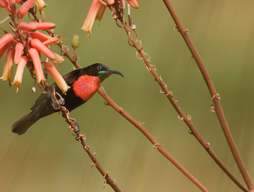 Scarlet-chested Sunbird (chalcomitra senegalensis) (2 of 3)