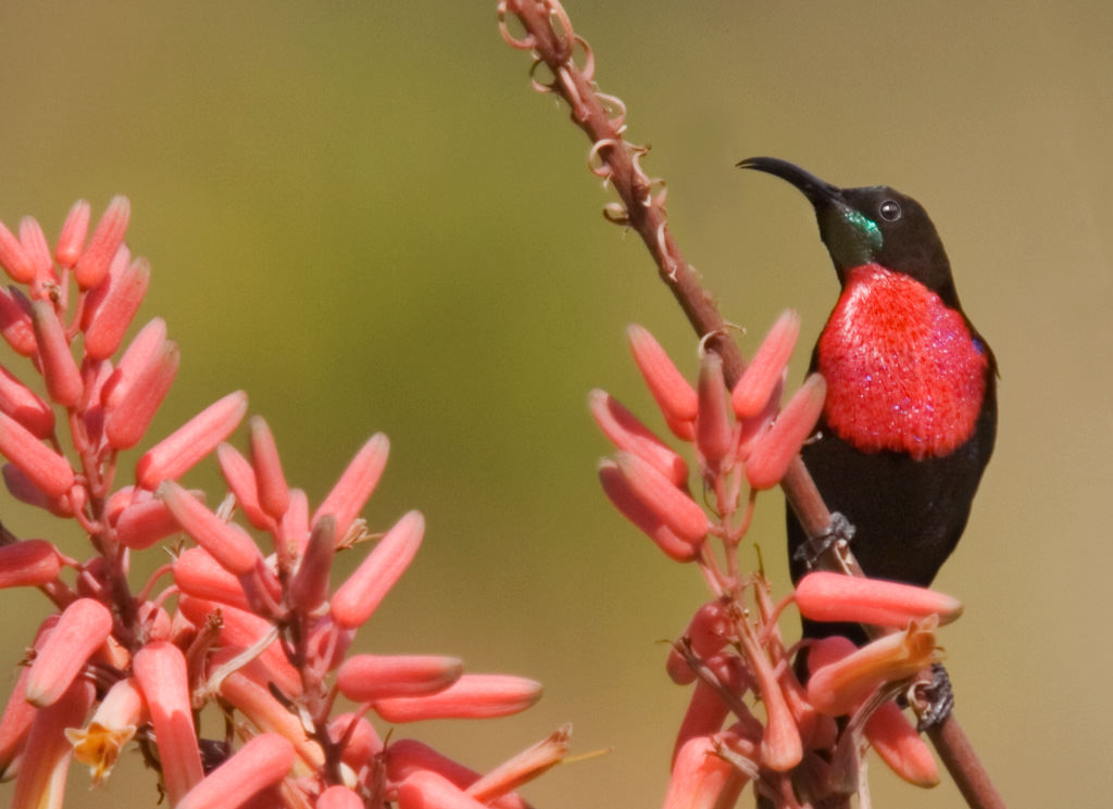 Scarlet-chested Sunbird (chalcomitra senegalensis) (3 of 3)
