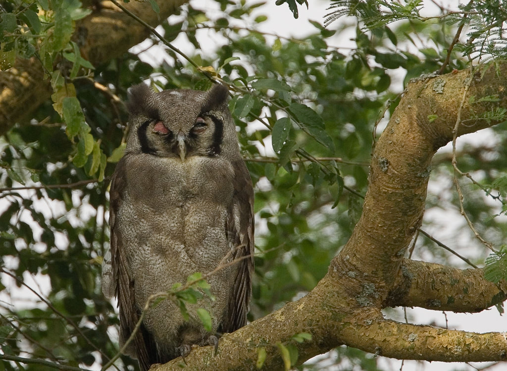 Verreaux's Eagle-owl (bubo lacteus)