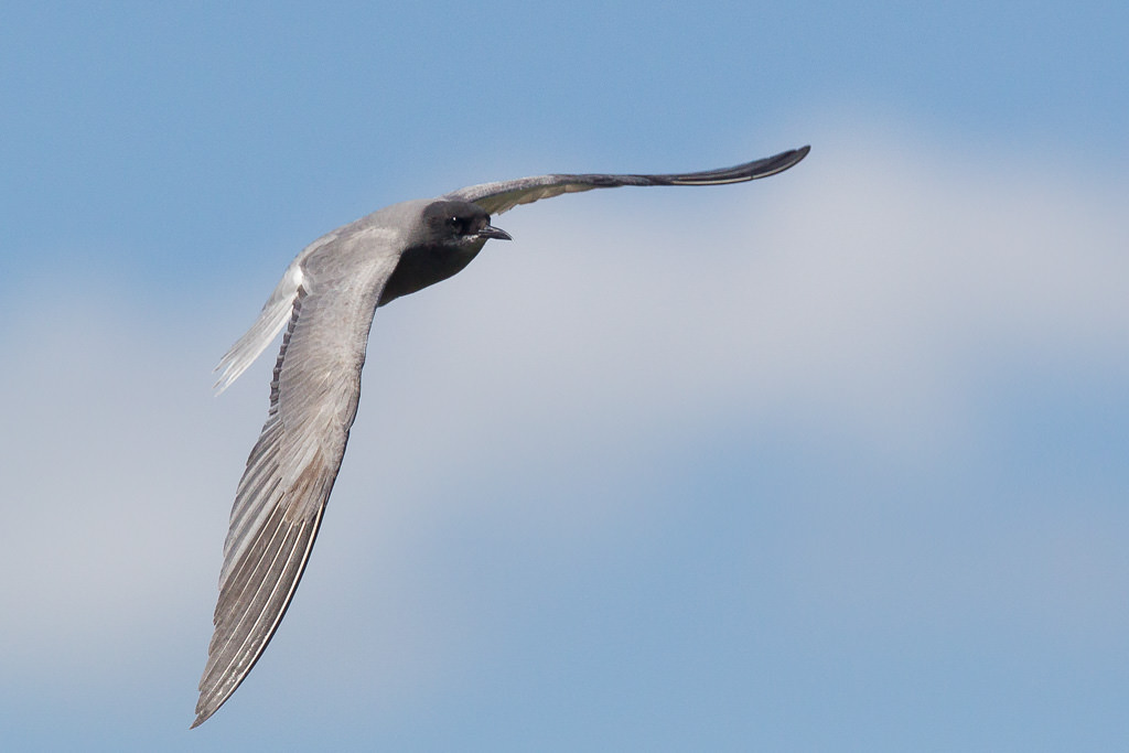 Black Tern (chlidonias niger) (3 of 7)