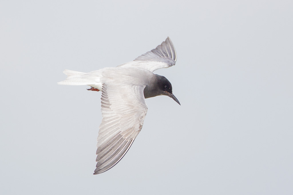 Black Tern (chlidonias niger) (6 of 7)