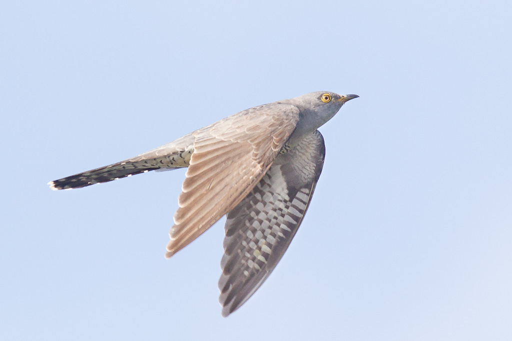 Common Cuckoo (culiculus canorus)